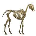 ridepegasus beinrangel