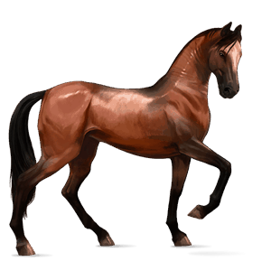 ridehest islandshest fuks