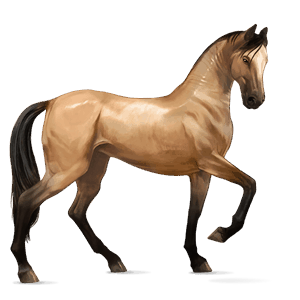 ridepegasus akhal-teke blakk