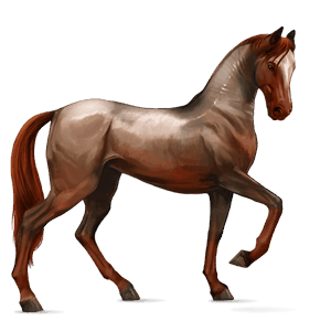ridehest akhal-teke svart fuks