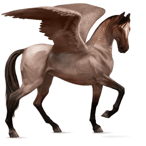 ridepegasus akhal-teke skimlet