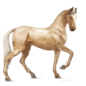 ridehest mustang isabelle med flekkete teppe