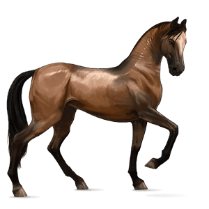 ridehest akhal-teke blakk