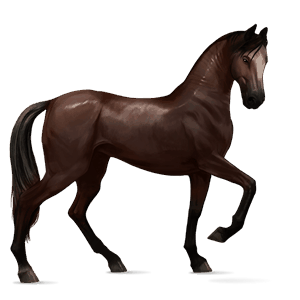 ridehest marwari linfarget fuks