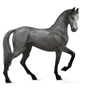 ridehest akhal-teke epleskimmel