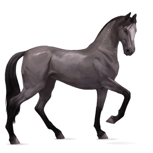 ridehest akhal-teke palomino