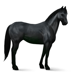 ridehest frieserhest svart