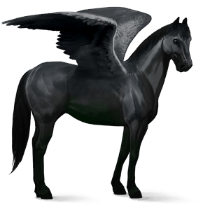 ridepegasus argentinsk criollo svart