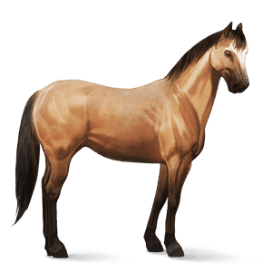 ridehest hanoveraner blakk