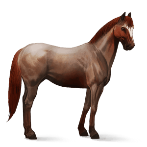 ridehest hanoveraner brun