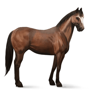 ridehest hanoveraner brun