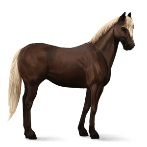 ridehest akhal-teke skimlet