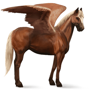 ridepegasus marwari blakk