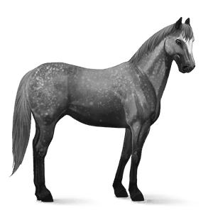ridehest quarter horse epleskimmel