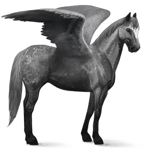ridepegasus holsteiner epleskimmel
