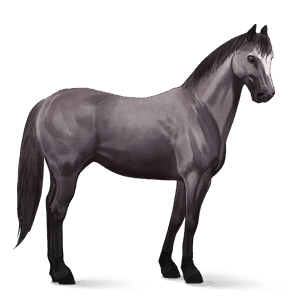 ridehest hanoveraner musegrå