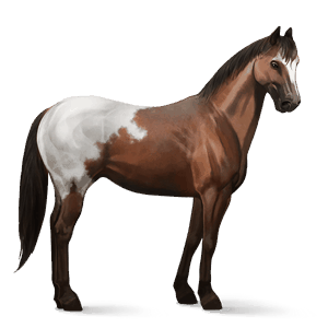 ridehest hanoveraner svart fuks