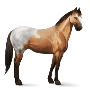 ridehest hanoveraner svart fuks