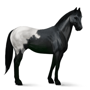 ridehest argentinsk criollo tobiano svart flekket