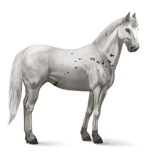 ridehest argentinsk criollo svart