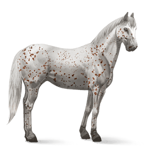 ridehest appaloosa rødbrun leopard