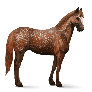 ridehest akhal-teke svart fuks