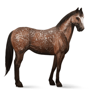 ridehest appaloosa brun snowflake