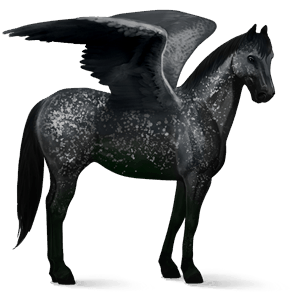ridepegasus appaloosa svart snowflake