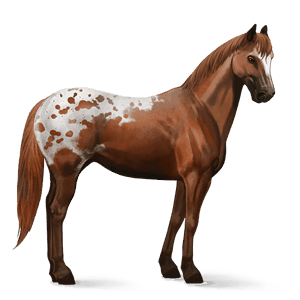 ridehest argentinsk criollo fuks tobiano