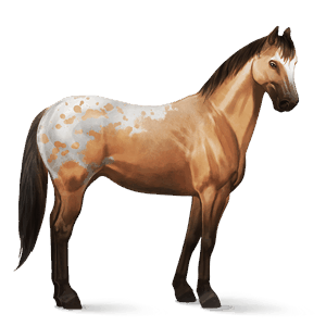 ridehest american paint horse rødbrun tobiano