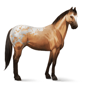 ridehest akhal-teke palomino