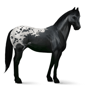 ridehest leverfuks tobiano