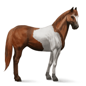 ridehest american paint horse fuks tobiano