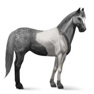 ridehest american paint horse epleskimmel tobiano