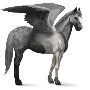 ridepegasus hanoveraner skimlet