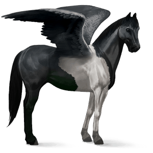 ridepegasus tobiano svart flekket