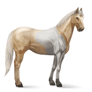 ridehest palomino tovero