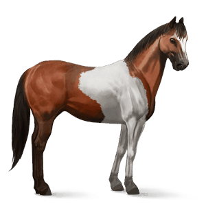 ridehest american paint horse mørkebrun tobiano