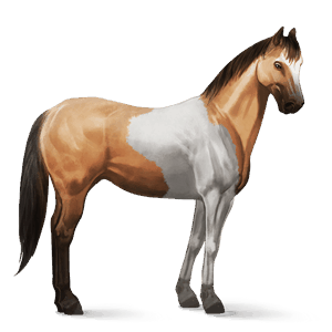 ridehest blakk tobiano