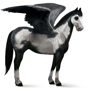 ridepegasus american paint horse brun tobiano