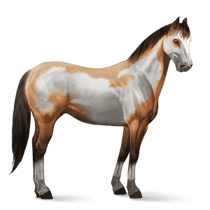 ridehest american paint horse blakk overo