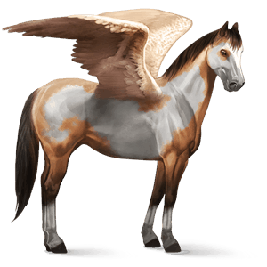 ridepegasus american paint horse blakk overo