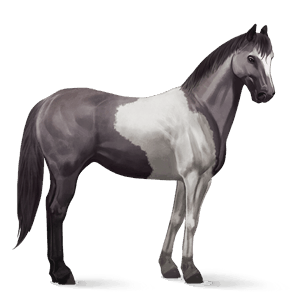 ridehest american paint horse musegrå tobiano