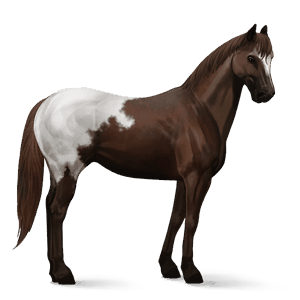ridehest fransk traver svart fuks