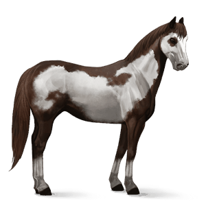ridehest american paint horse leverfuks overo