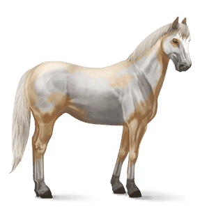 ridehest fullblodshest palomino