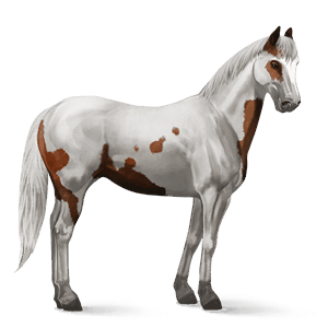 ridehest american paint horse fuks overo