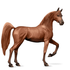 ridehest tennessee walker brun