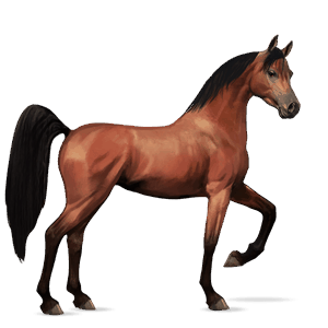 ridehest quarter horse rødbrun
