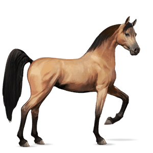 ridehest brun tobiano